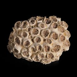 Koralowiec Tarbellastraea conoidea z miocenu