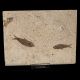 Skamieniałe ryby Knightia alta - Eocen - USA