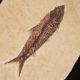 Skamieniała ryba Knightia eocaena - Eocen - USA