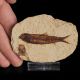 Skamieniała ryba Knightia eocaena - Eocen - USA