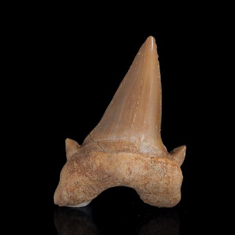 Ząb rekina Otodus obliquus - Eocen - Maroko
