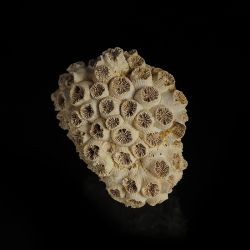 Koralowiec Tarbellastraea conoidea z miocenu
