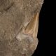 Ząb rekina Otodus obliquus na skale - Eocen - Maroko