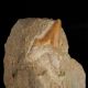 Ząb rekina Otodus obliquus na skale - Eocen - Maroko