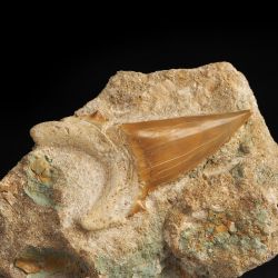 Duży ząb rekina Otodus obliquus na skale - Eocen - Maroko