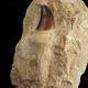 Duży kompletny ząb mozazaura Mosasaurus anceps na skale - Kreda górna - Maroko