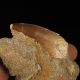 Ząb mozazaura Mosasaurus anceps na skale - Kreda górna - Maroko