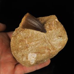 Ząb mozazaura Mosasaurus anceps na skale - Kreda górna - Maroko