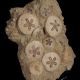 Mioceński jeżowiec Scutella paulensis w skale - Francja