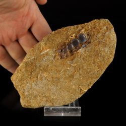 Zęby płaszczki Phacodus punctatus sprzed 70 milionów lat - Maroko