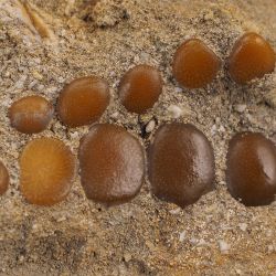 Zęby płaszczki Phacodus punctatus sprzed 70 milionów lat - Maroko