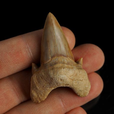 Ząb rekina Otodus obliquus - Eocen - Maroko