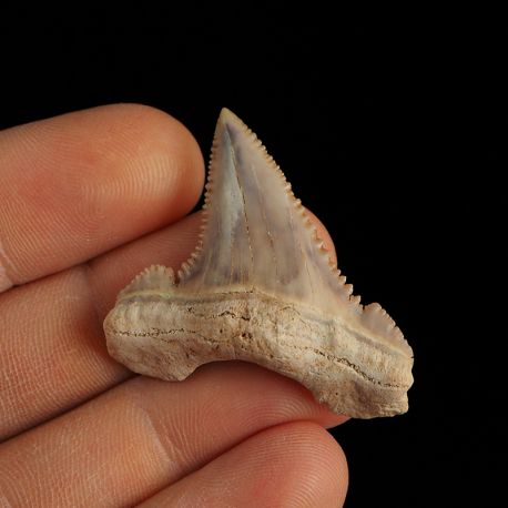 Ząb rekina Palaeocarcharodon orientalis - Paleocen - Maroko