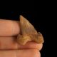 Ząb rekina Palaeocarcharodon orientalis - Paleocen - Maroko