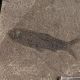 Ryba z rodzaju Clupea - Oligocen - Ukraina
